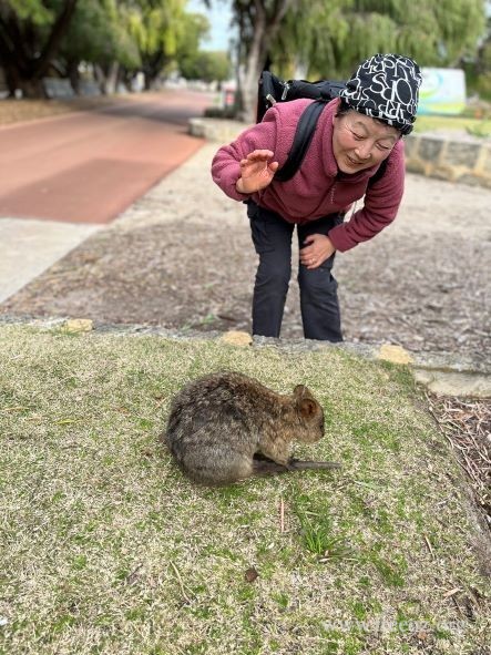 󵺵Ķβ(Quokka)-