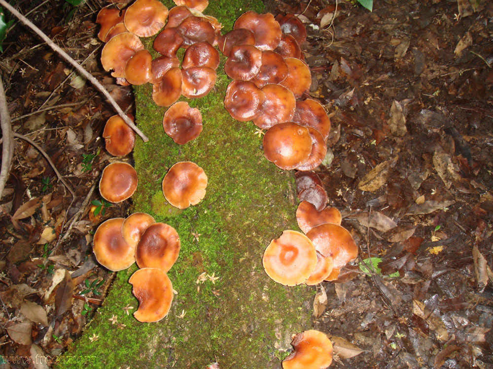 Yellow Mushroom next to Hippocrene Falls h.JPG