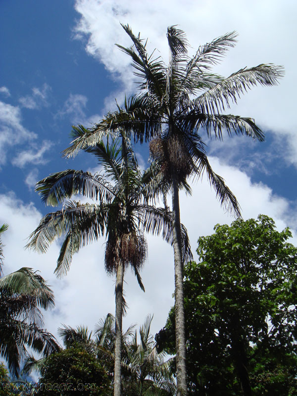 twin beside skywalk at mt tamborine h.JPG