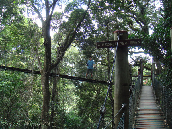 tree top walk a h.JPG