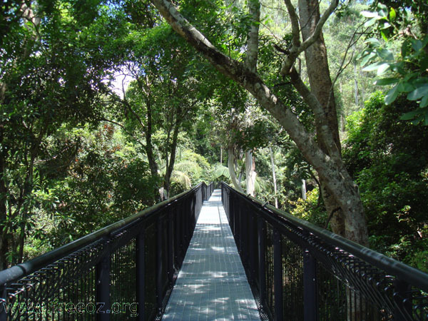 skywalk at mt tamborine b h.JPG